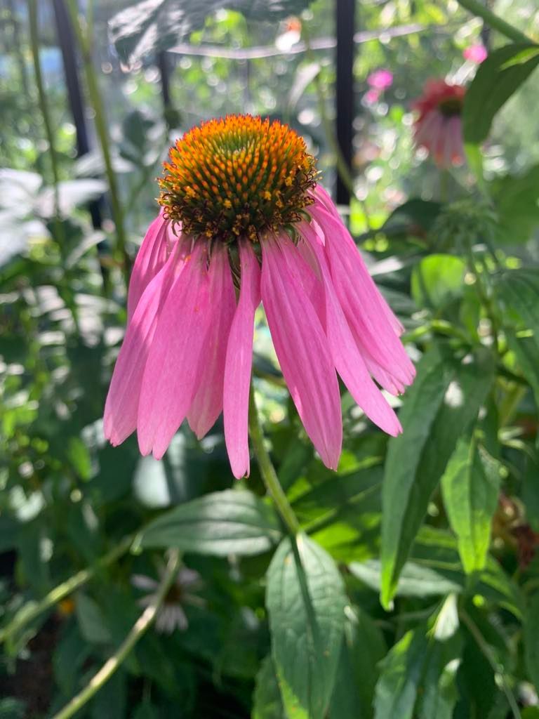 Purple coneflowers with drooping petals and brown centers in a garden, surrounded by green foliage.