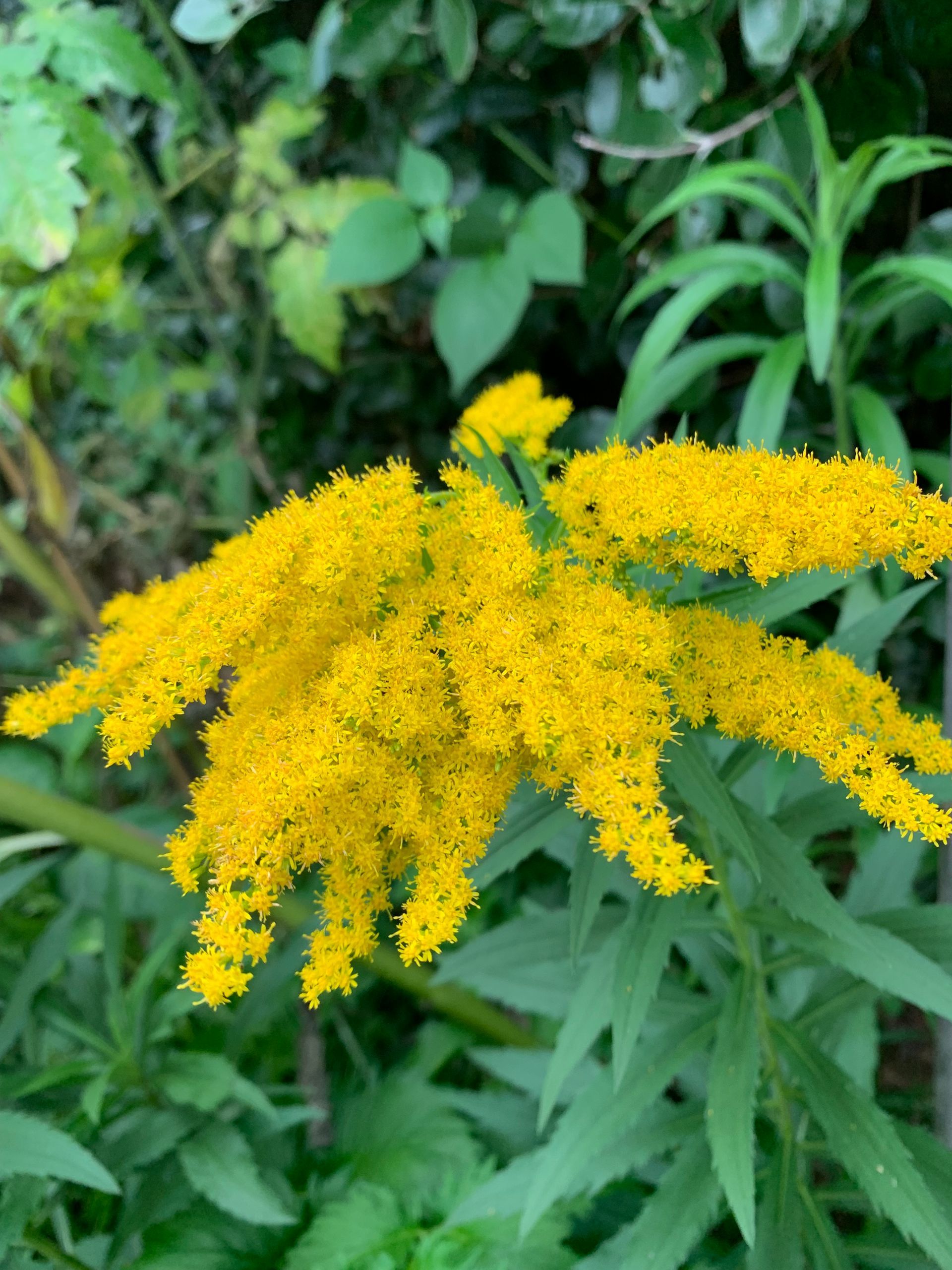 Golden yellow goldenrod flower, with green leaves, outdoors.