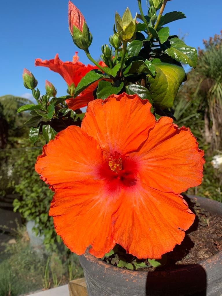 Orange hibiscus flower in full bloom with buds, potted on a sunny day.