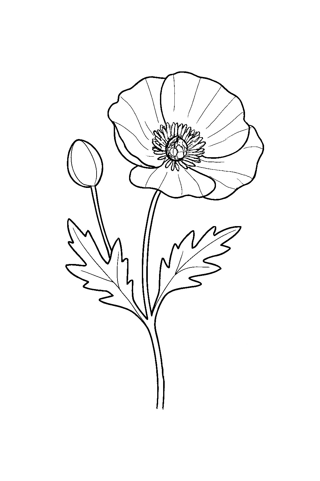 Line drawing of a poppy with a bud, open flower, stem, and leaves.