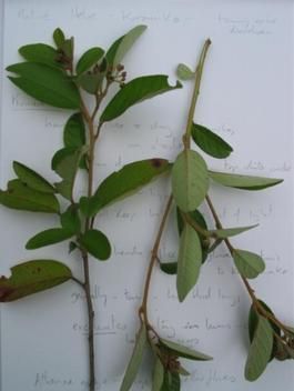 Two plant branches with green leaves and small buds on a white paper background with handwritten notes.