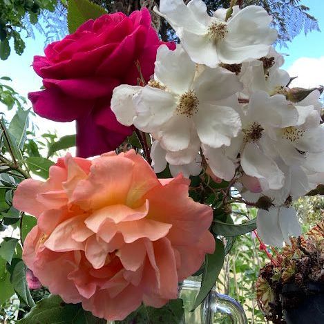 Close-up of roses: pink, peach, and white blooms with green leaves in a clear jar against a blurred garden background.