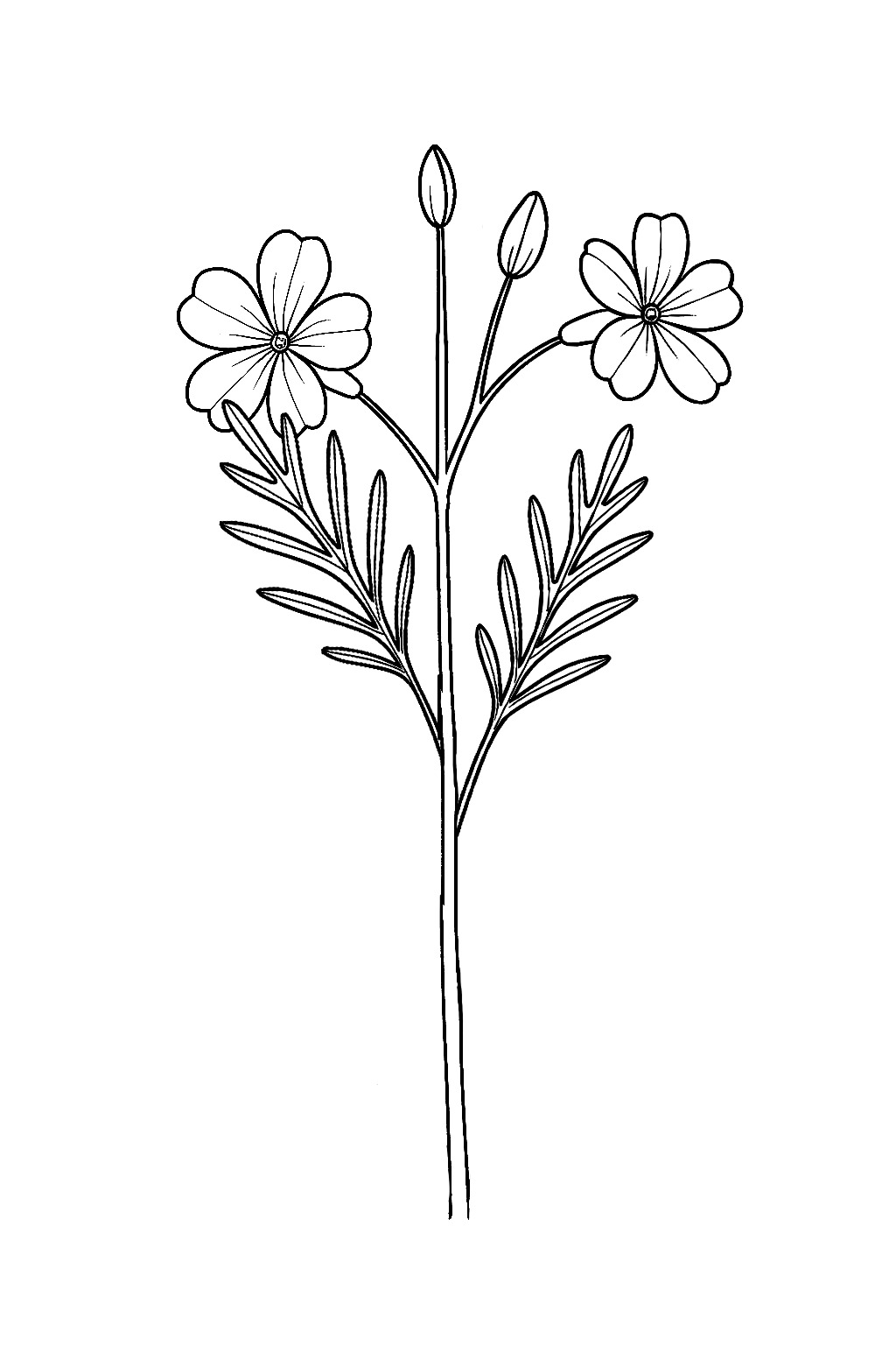 Line drawing of a flower with two open blooms, buds, and narrow leaves on a stem.