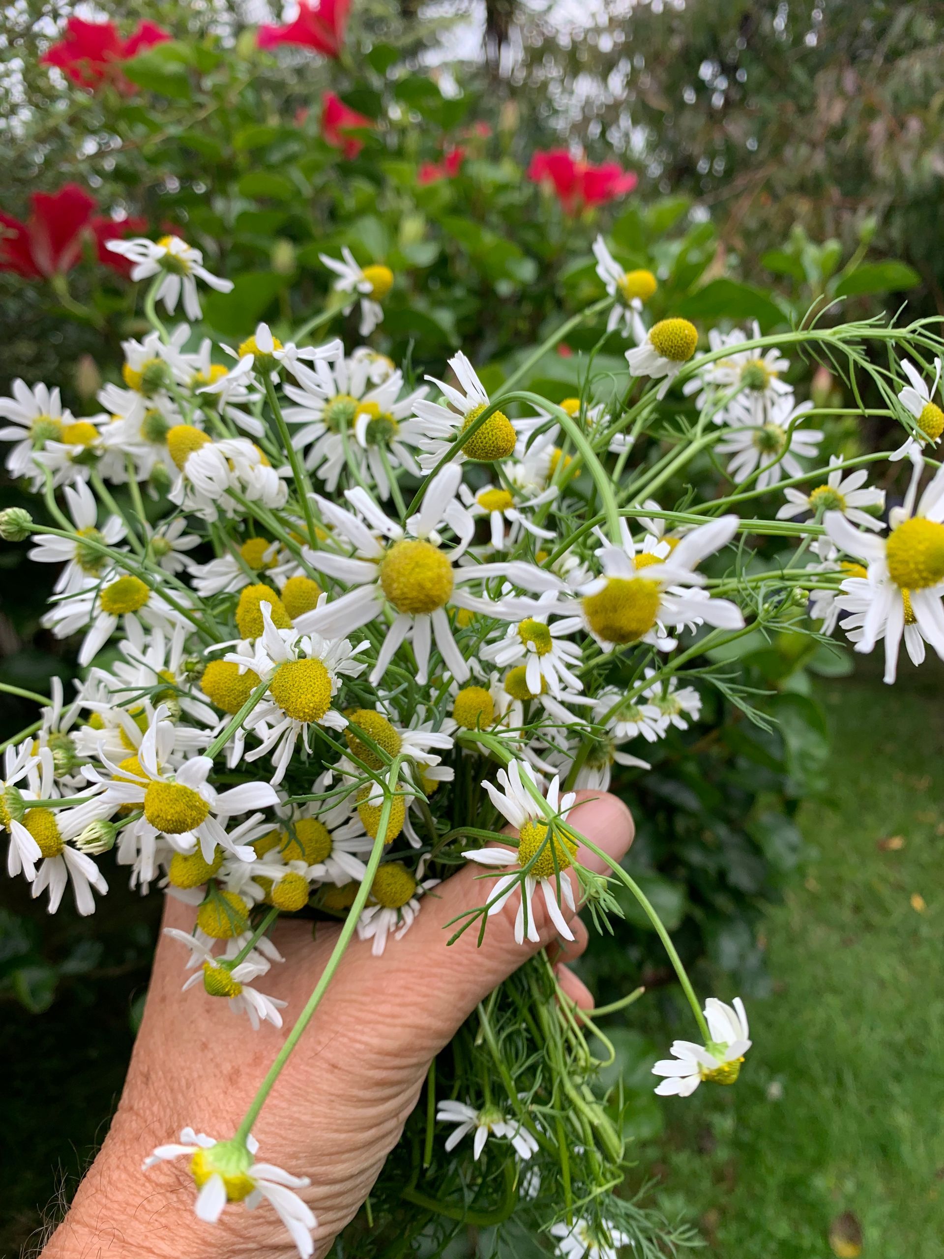 Hand holding a bouquet of white daisies with yellow centers, green stems, and foliage, in a garden.