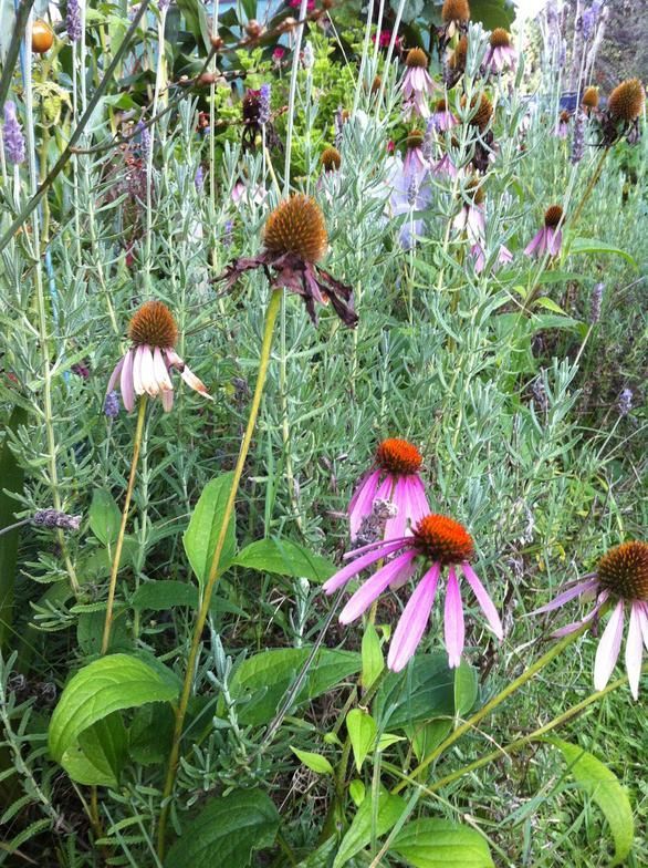 Purple coneflowers with drooping petals and brown centers in a garden, surrounded by green foliage.