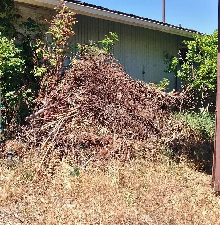 Large pile of dry branches and yard debris beside a house in a grassy yard