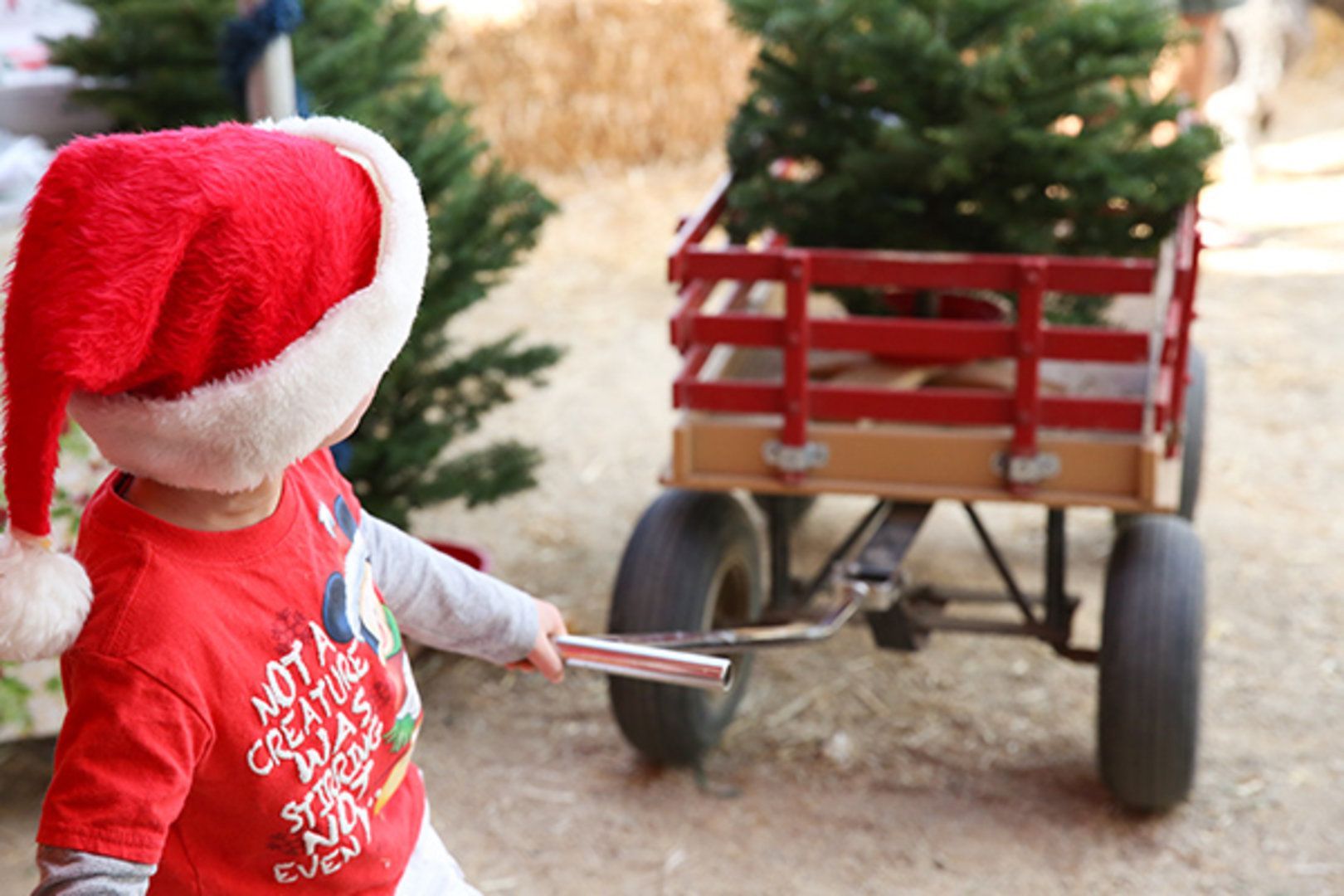 A little boy wearing a santa hat is pulling a wagon with a christmas tree in it.