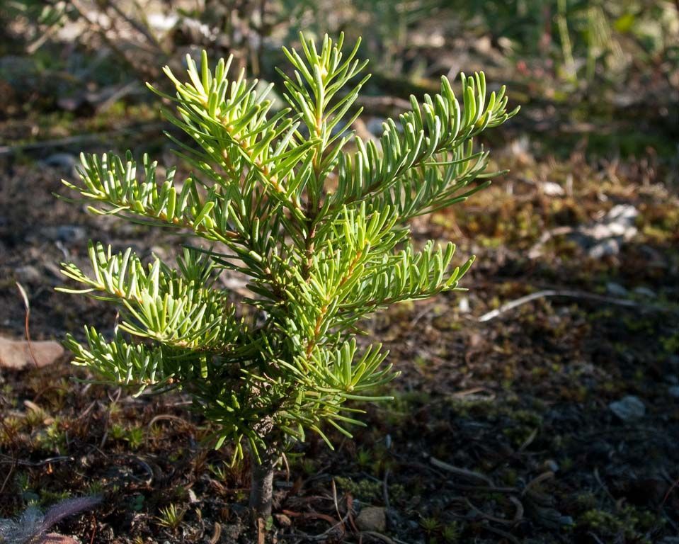A small pine tree is growing out of the ground.