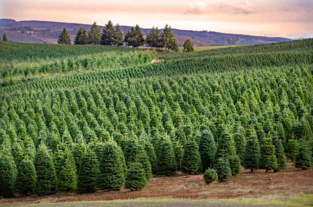 A large field of christmas trees growing in a field.