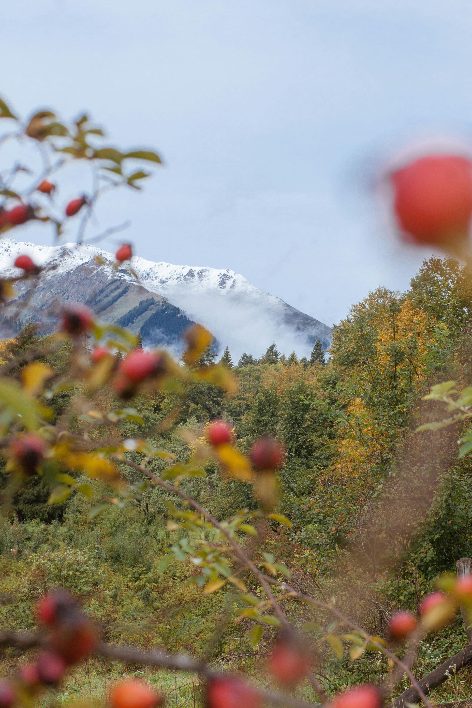 Mountain with snow-capped peak behind blurred foreground of red rose hips and green and yellow foliage.