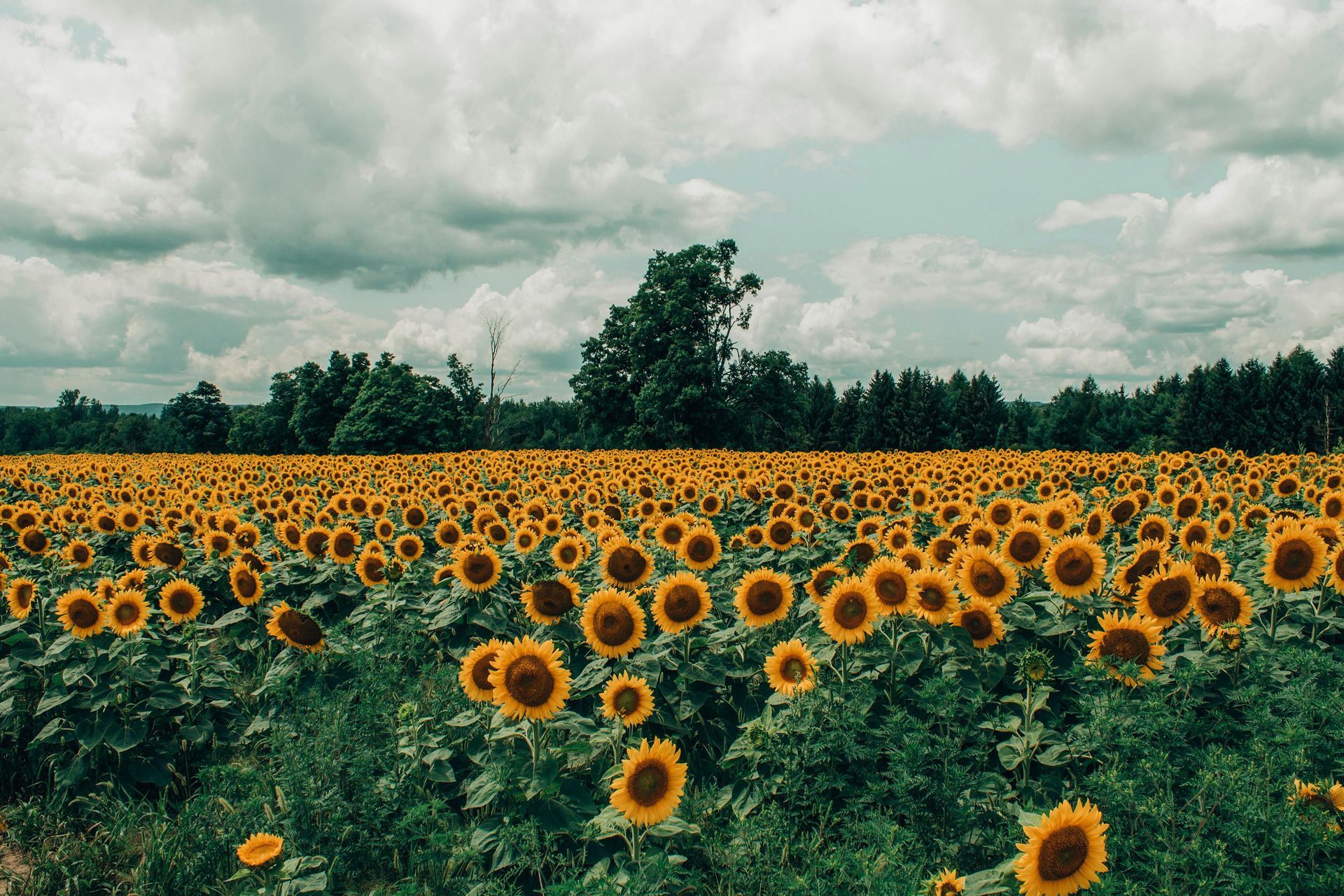 Field of sunflowers under a cloudy sky.