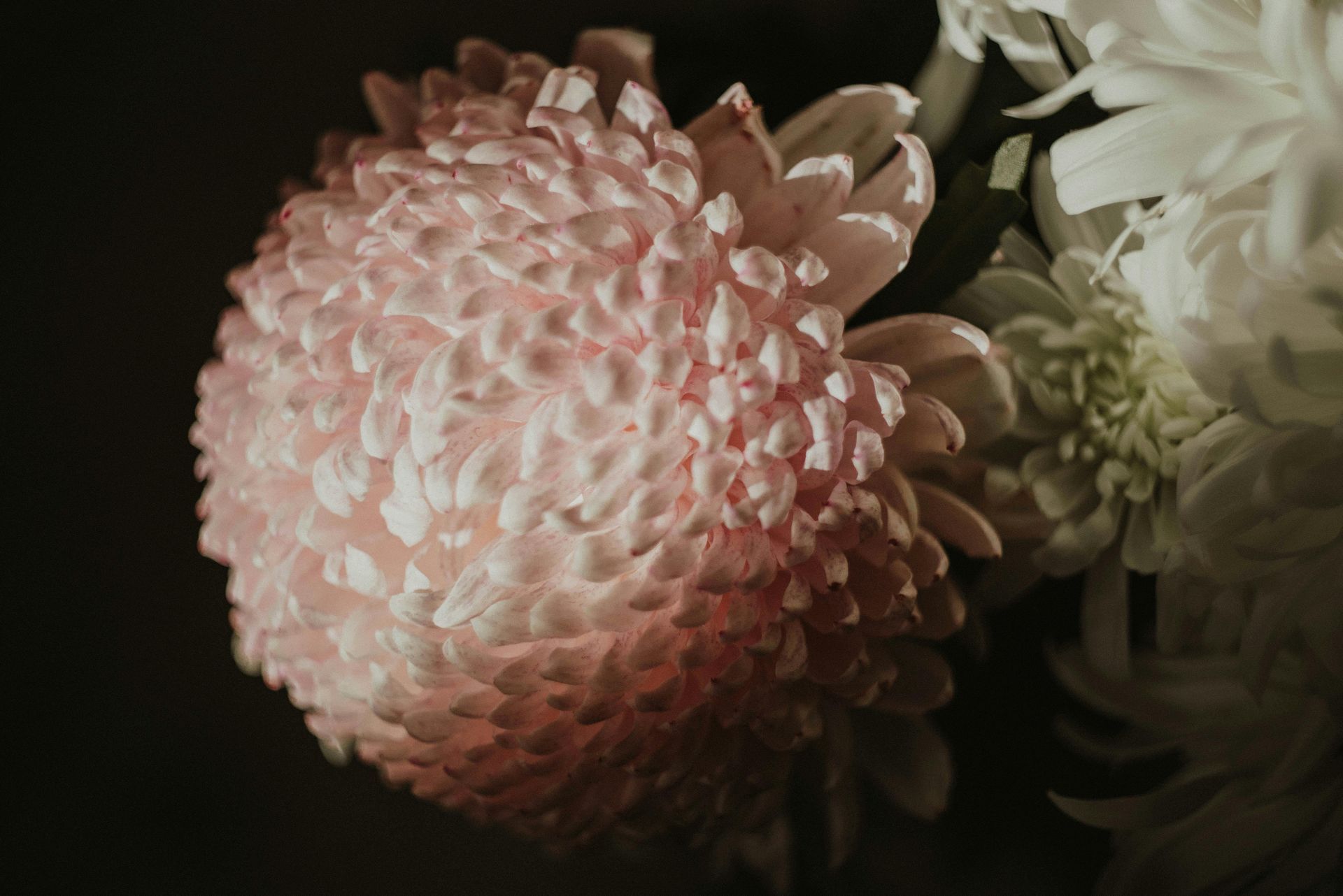 Pink chrysanthemum flower with light petals against a dark background, near white flowers.