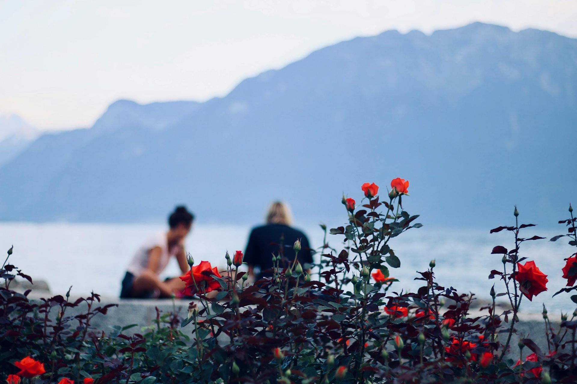 Red roses in bloom with blurred figures seated by a lake and mountains in the background.