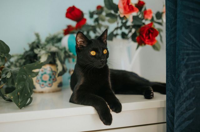 Are Cats Safe around Roses: Essential Facts Every Owner Must Know