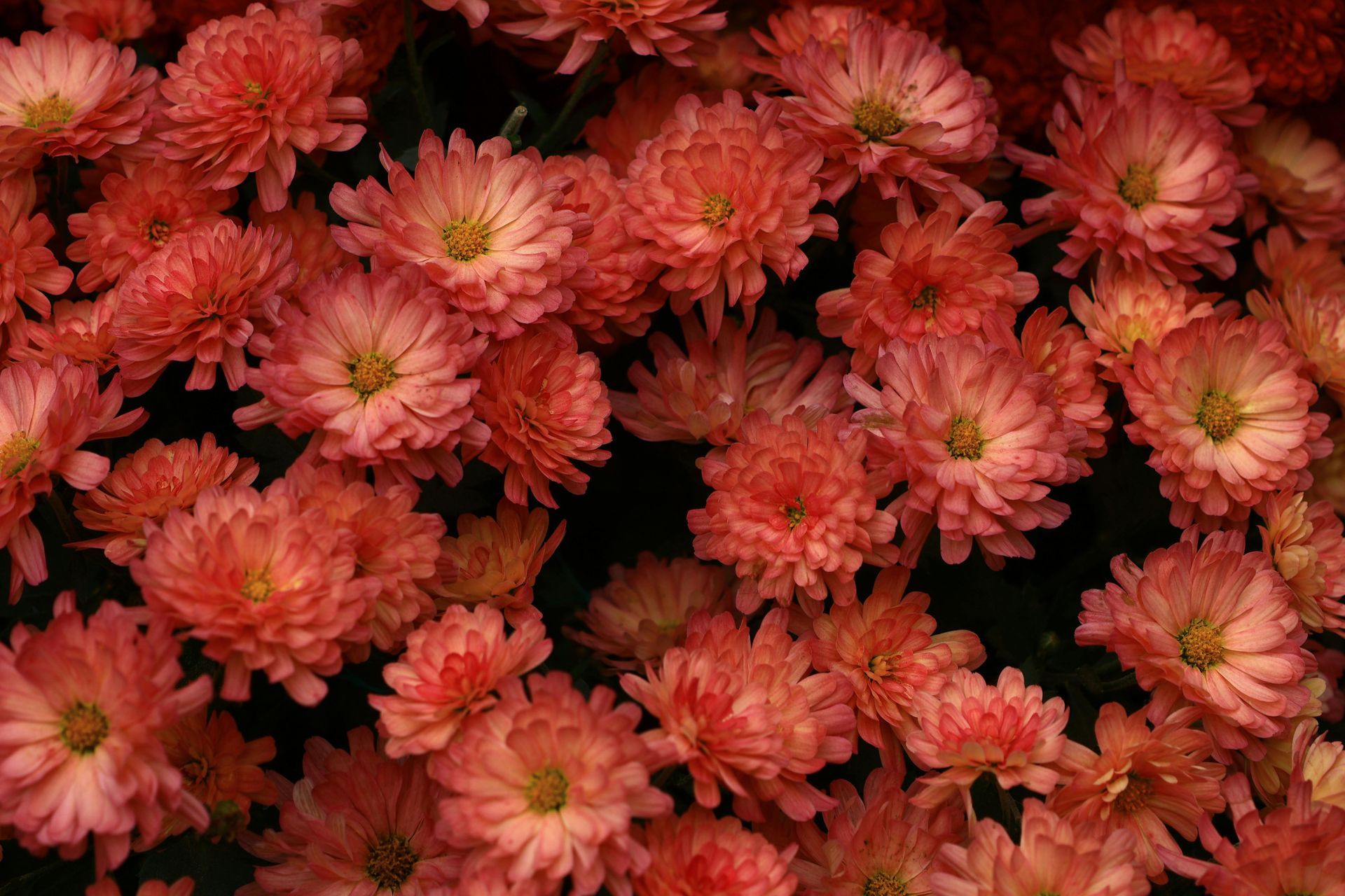 Coral-colored chrysanthemums in full bloom, tightly packed together with yellow centers.
