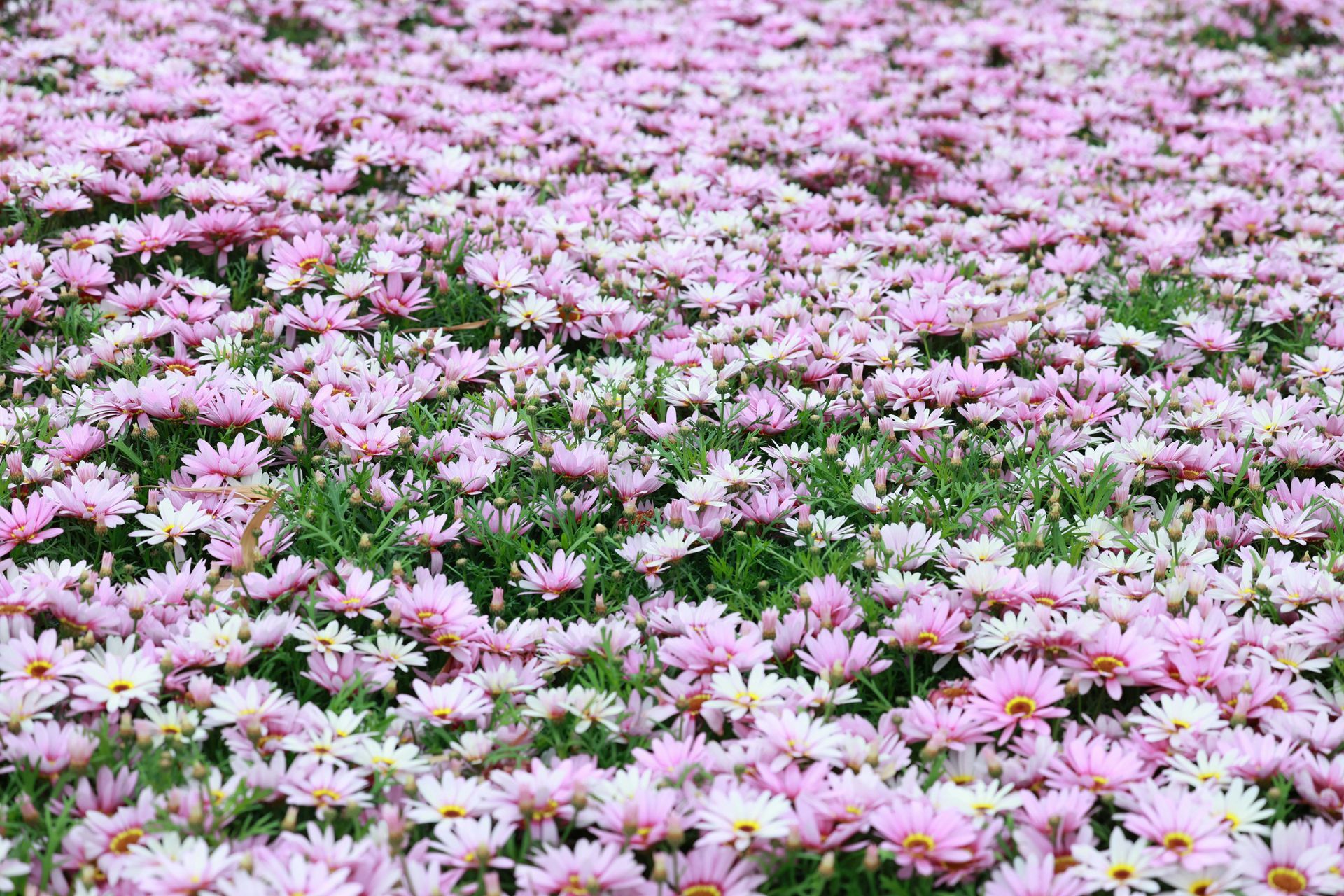 Field of pink and white flowers in full bloom.