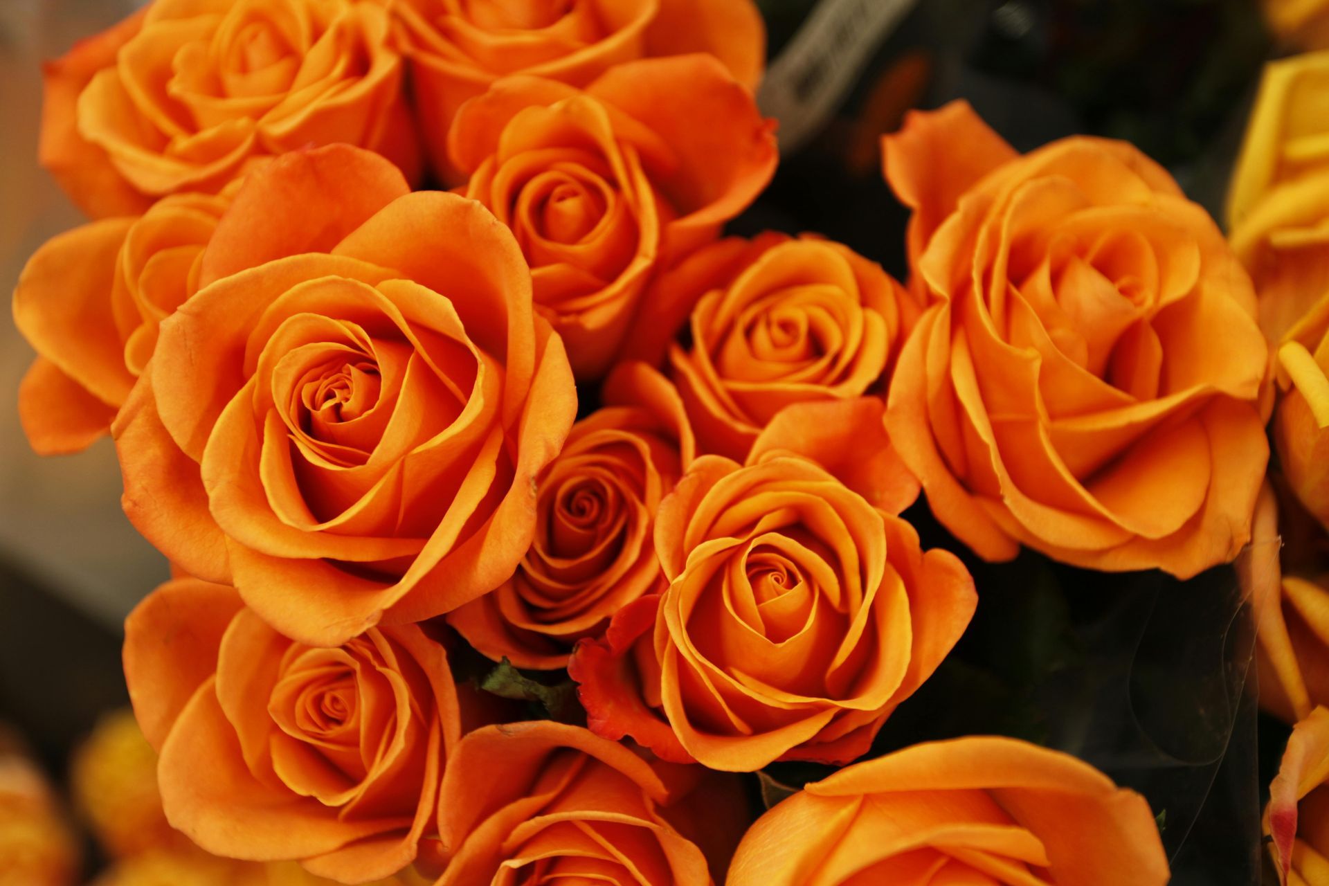 Orange roses, close-up, blooming, vibrant petals.