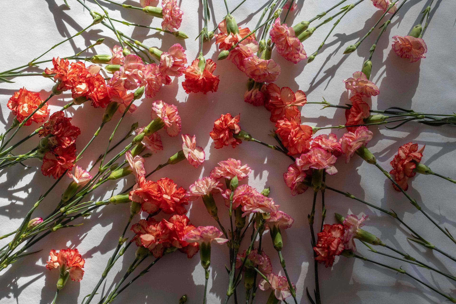 Scattered red and pink carnation flowers with green stems on a white surface.