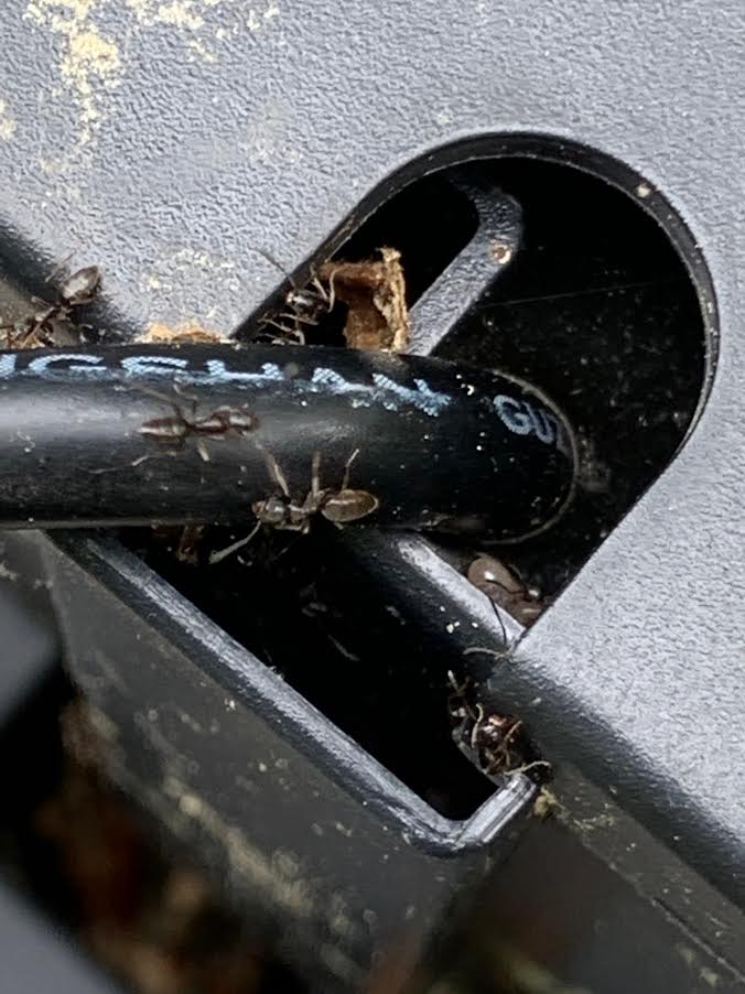 Common Ants Found In Delaware Homes