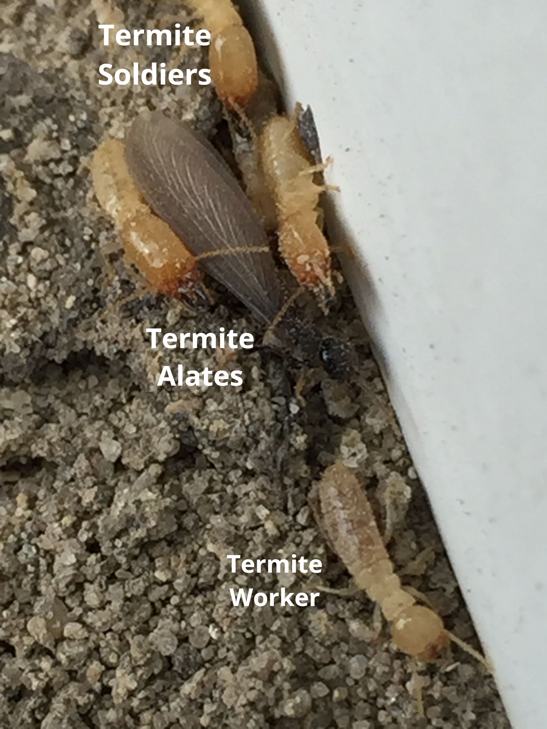 Termite Alates, Termite Soldier, Termite Worker in Delaware