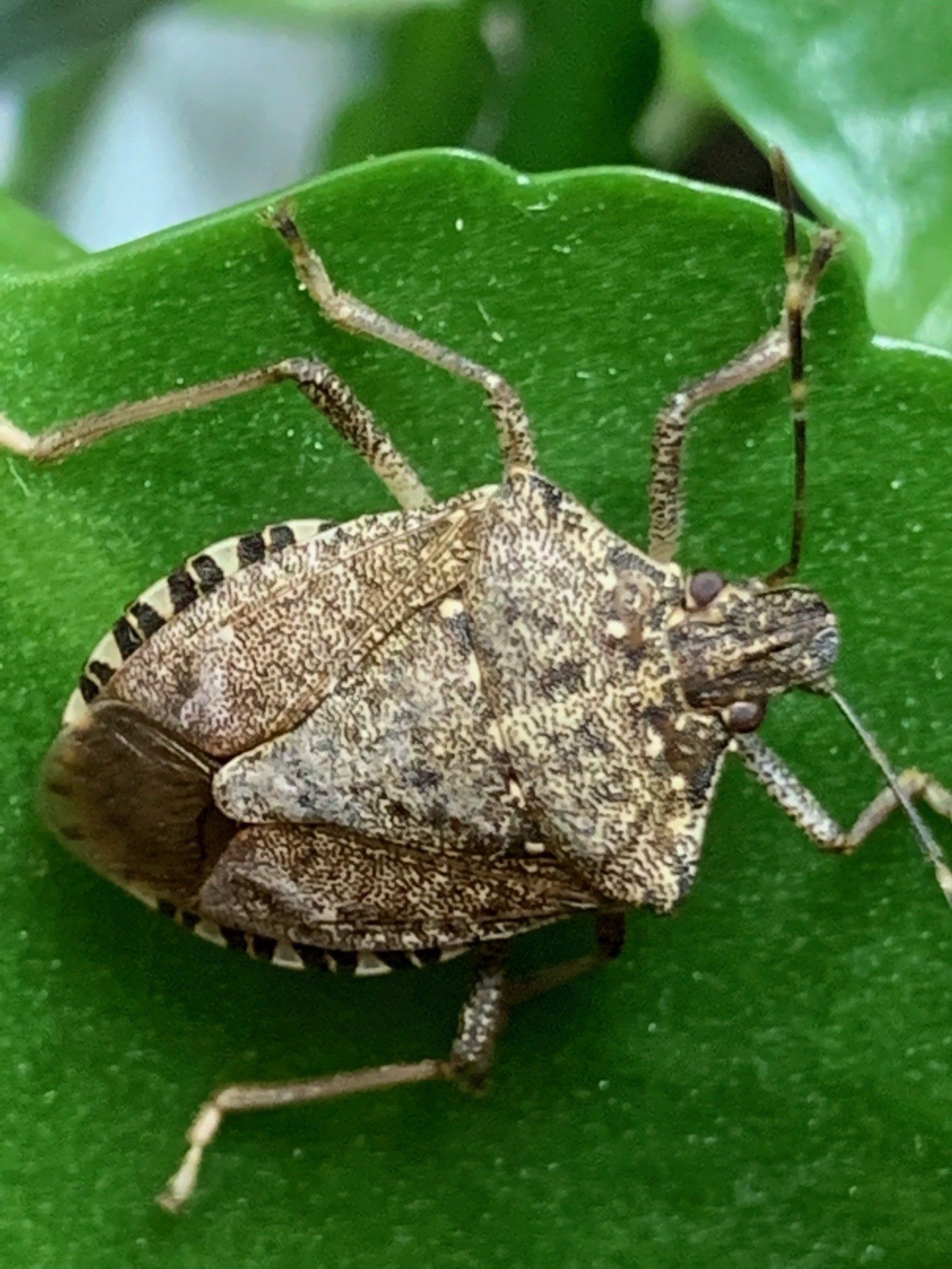 Brown Marmorated Stink Bug