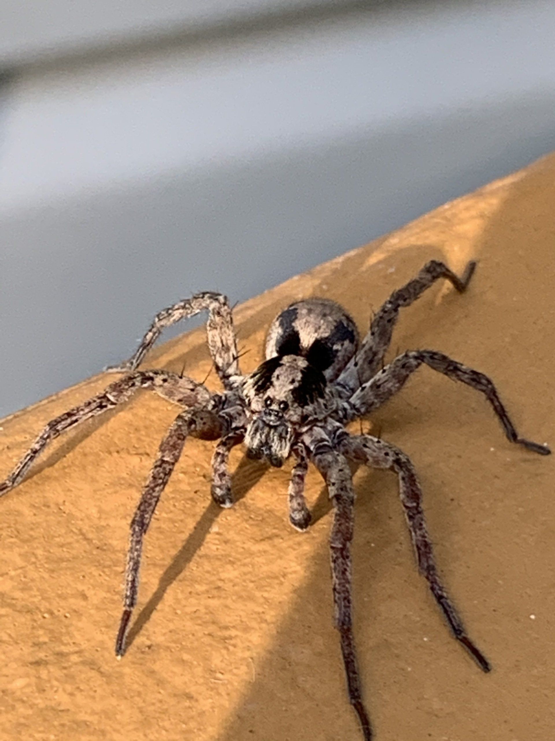 get rid of spiders in sussex county and kent county Delaware homes