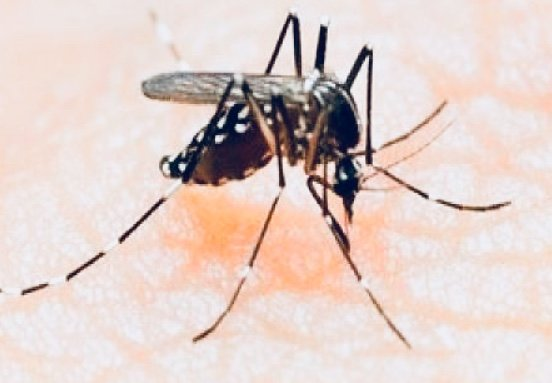 Mosquito Control Service In Delaware