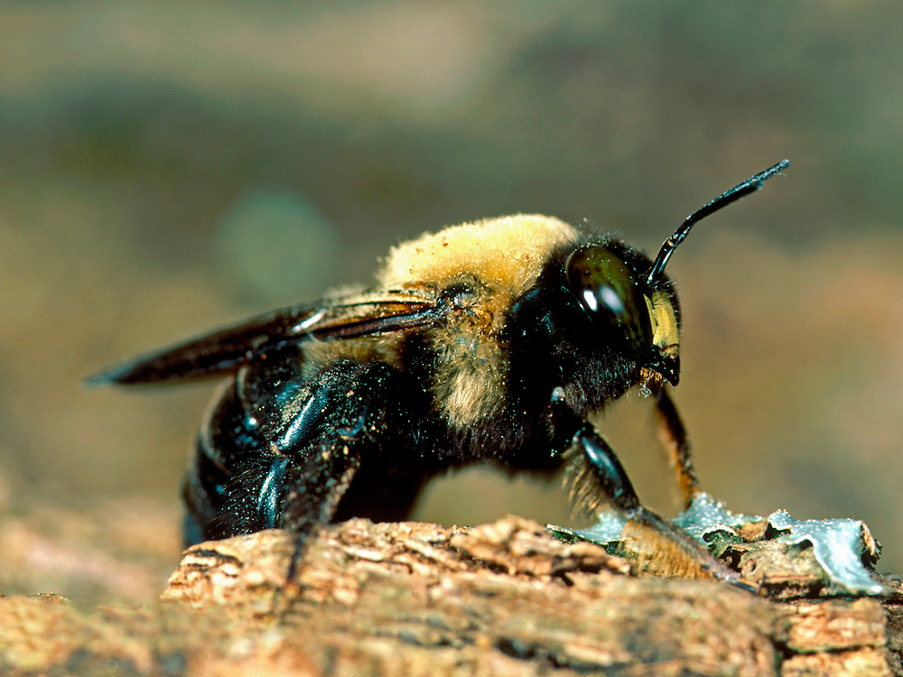 Carpenter-Bee-Removal