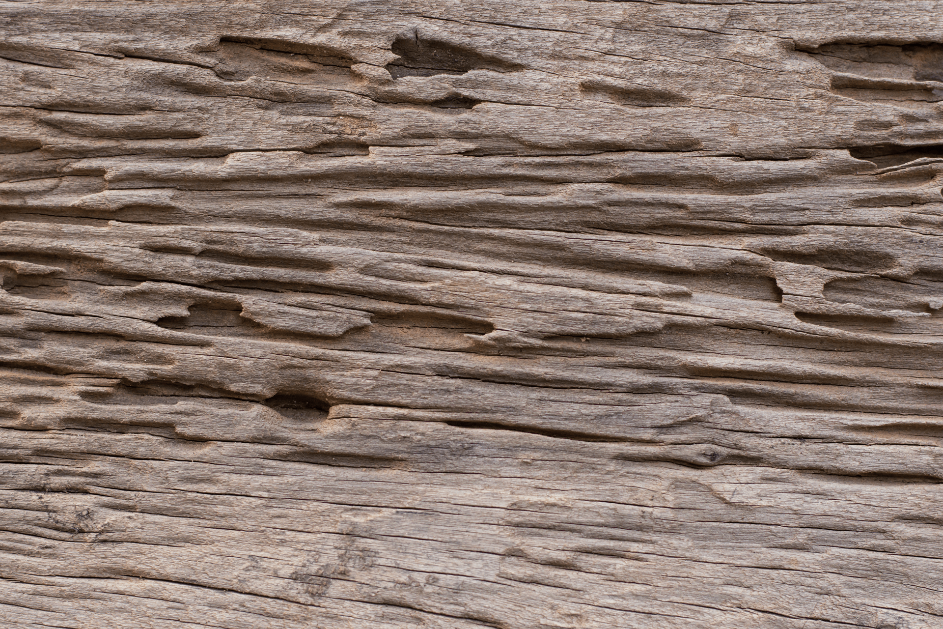 termite swarm in Delaware