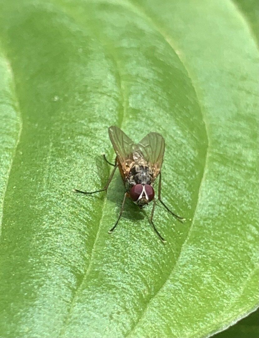 Have an infestation of these in the garage. Looks like a hybrid between house  fly and fruit fly. It hovers in the air like hummingbird but when I get  close or try