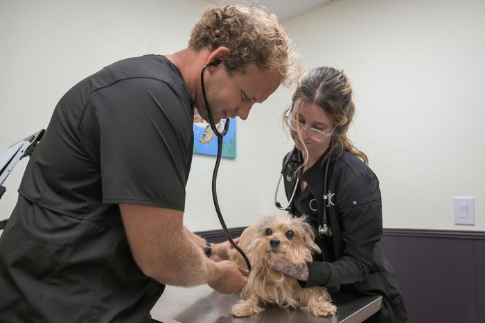 a man and a woman are examining a small dog