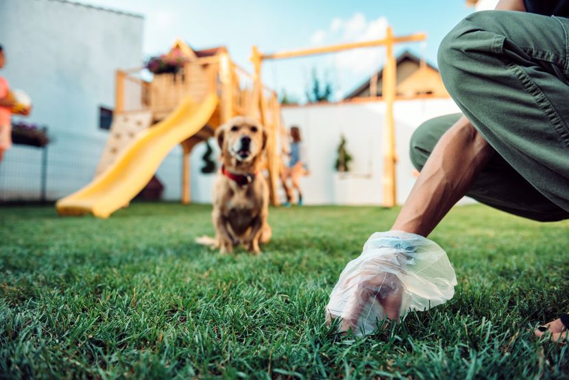 Person scooping dog waste with a bag in a grassy yard, dog sits nearby, playground in background.