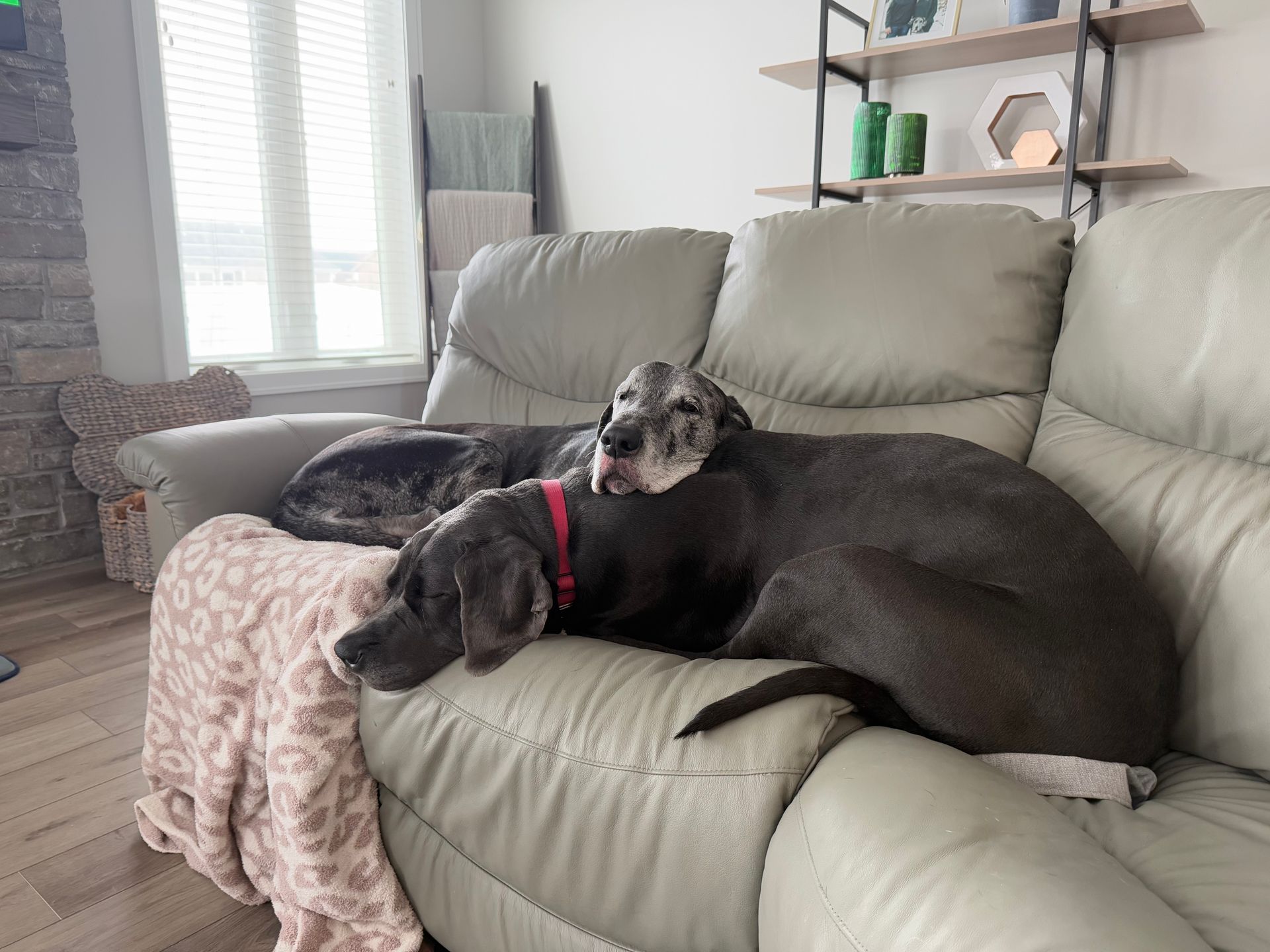 Two dogs are laying on a couch in a living room.