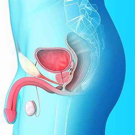 Diagrama del sistema urinario y reproductor masculino, que muestra la vejiga, el pene y los testículos.