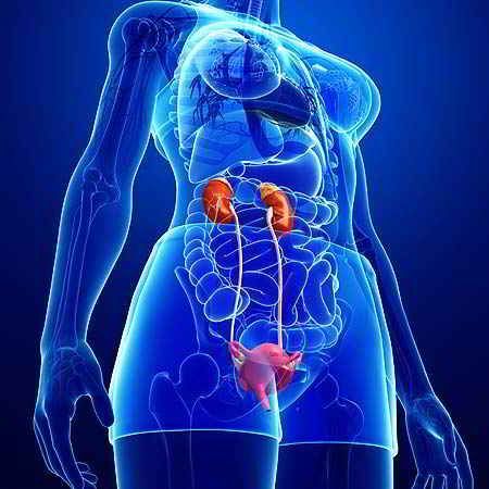 Ilustración médica en tonos azules del sistema urinario femenino, incluyendo riñones, uréteres y vejiga.