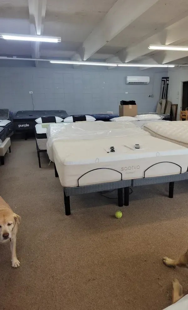 Dog in a room with several large white beds and a fluorescent-lit ceiling