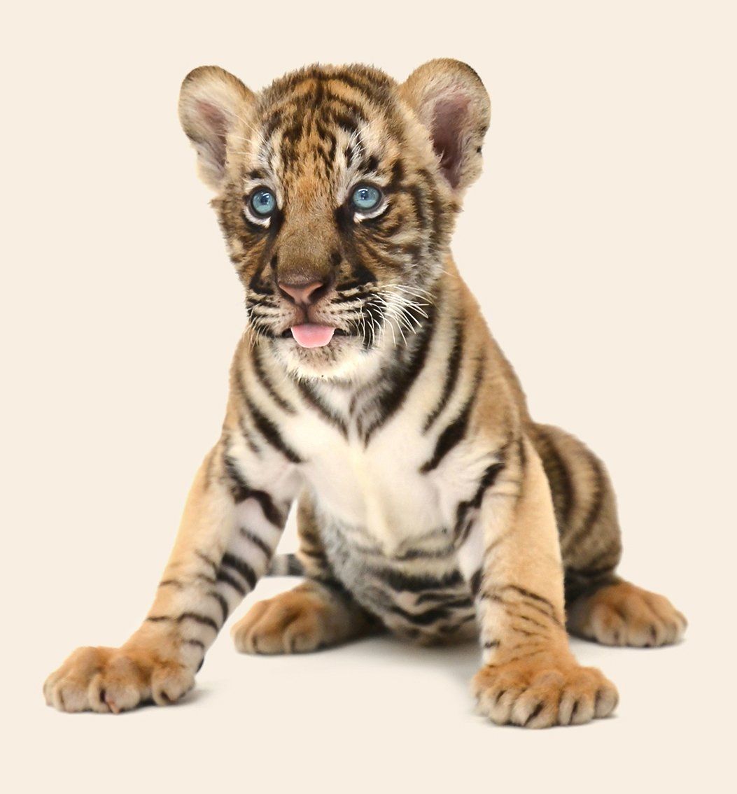 Easy Tiger Corporate events Leicester