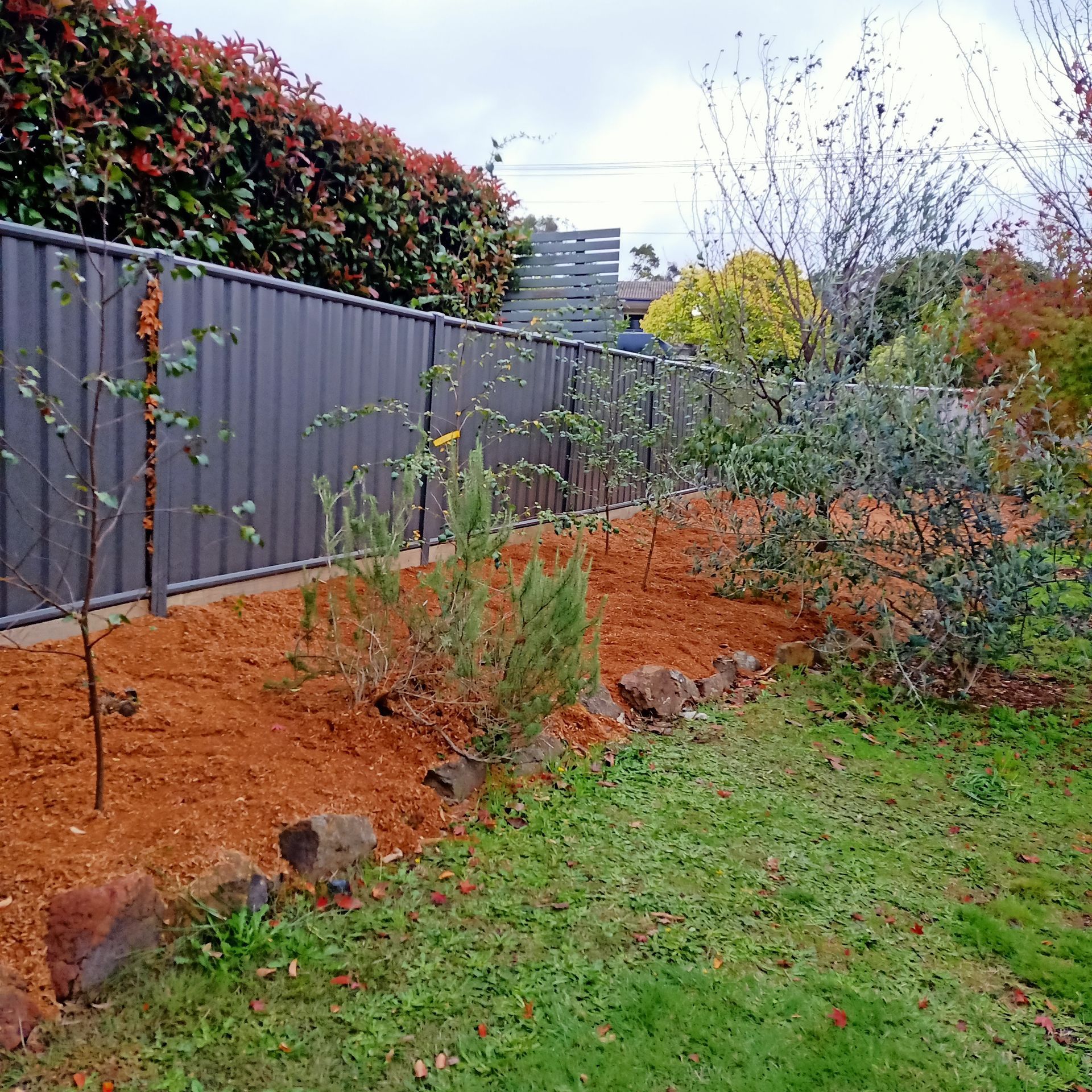 Backyard with a dark gray fence, plants, trees, and brown mulch in a garden bed. Green grass in the foreground. — Your Garden in Gungahlin, ACT