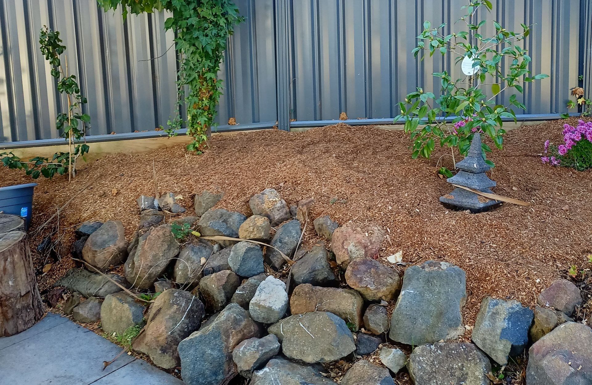 Rocks and mulch in front of a gray fence with a small tree and pink flowers. — Your Garden in Charnwood, ACT