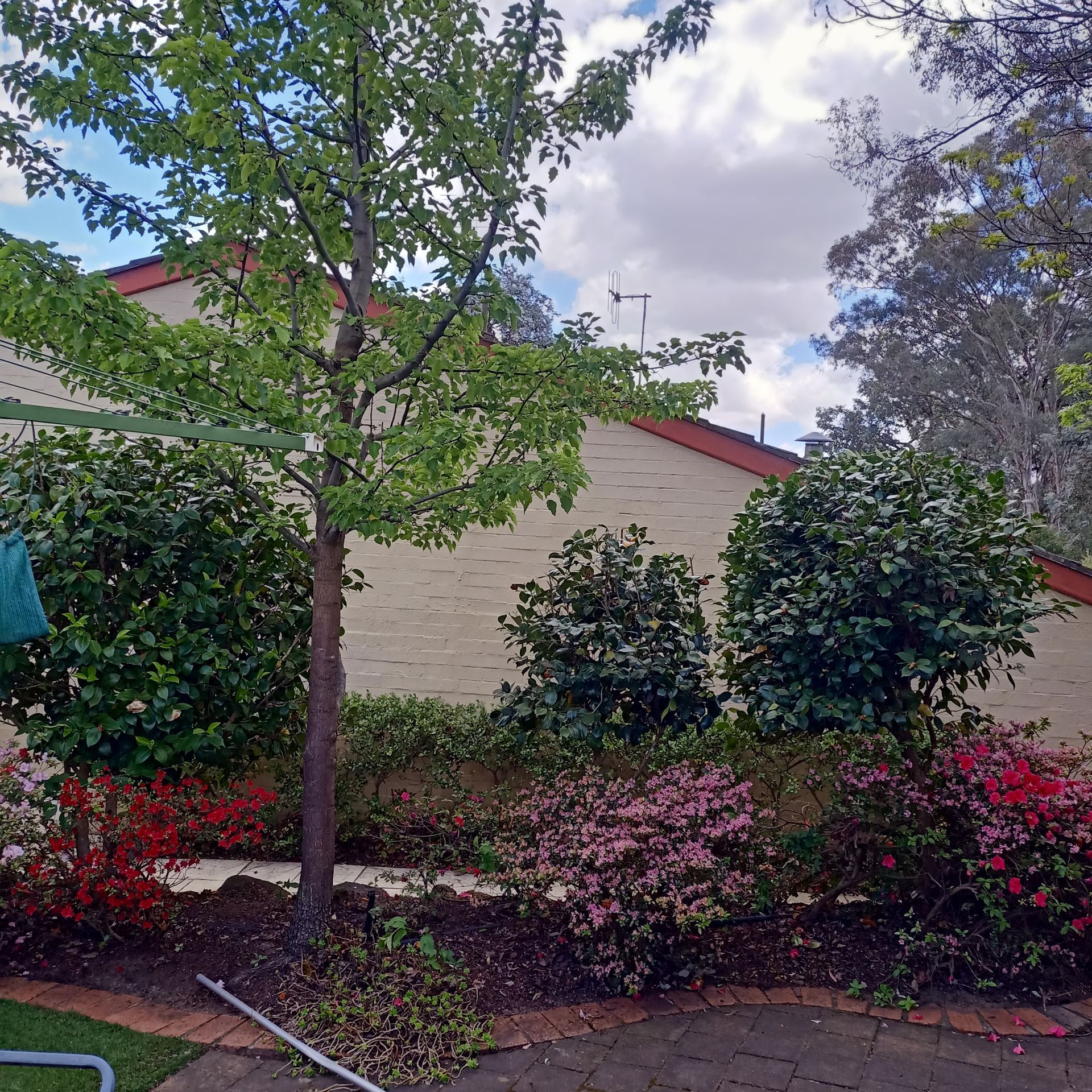 Garden with various green and pink flowering bushes in front of a tan brick building under a cloudy sky. — Your Garden in Charnwood, ACT