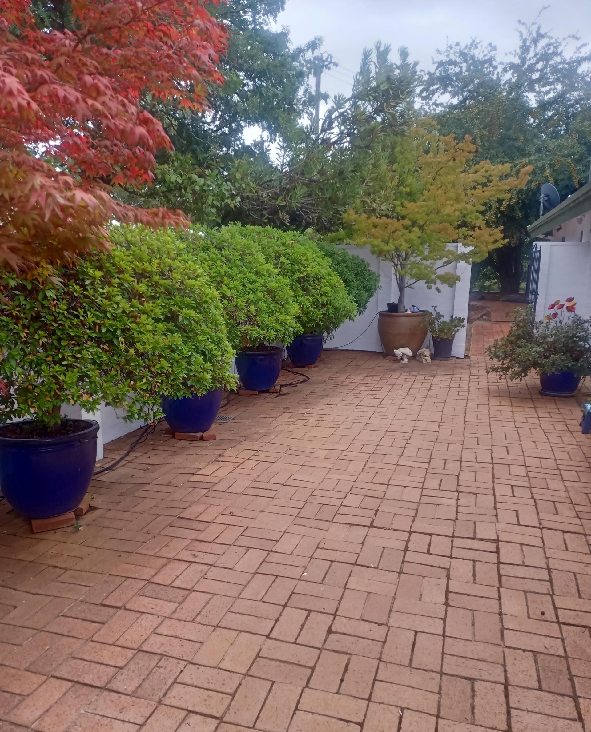 A brick patio features rows of vibrant green shrubs and a small tree in blue planters, with a red maple tree to the left. — Your Garden in Charnwood, ACT