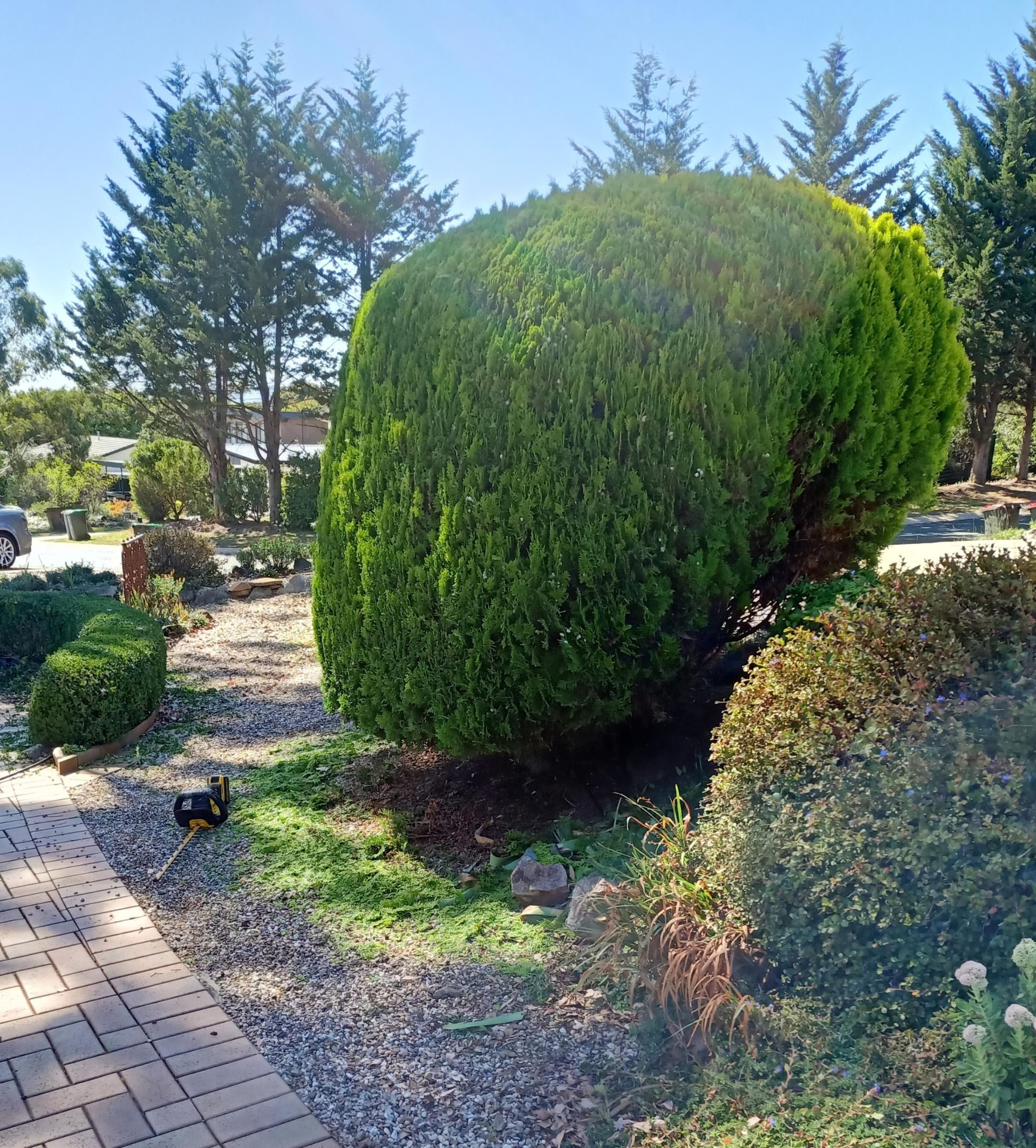 A manicured, rounded evergreen shrub in a sunny, pebble-covered garden path near brick paving and mature pine trees. — Your Garden in Charnwood, ACT
