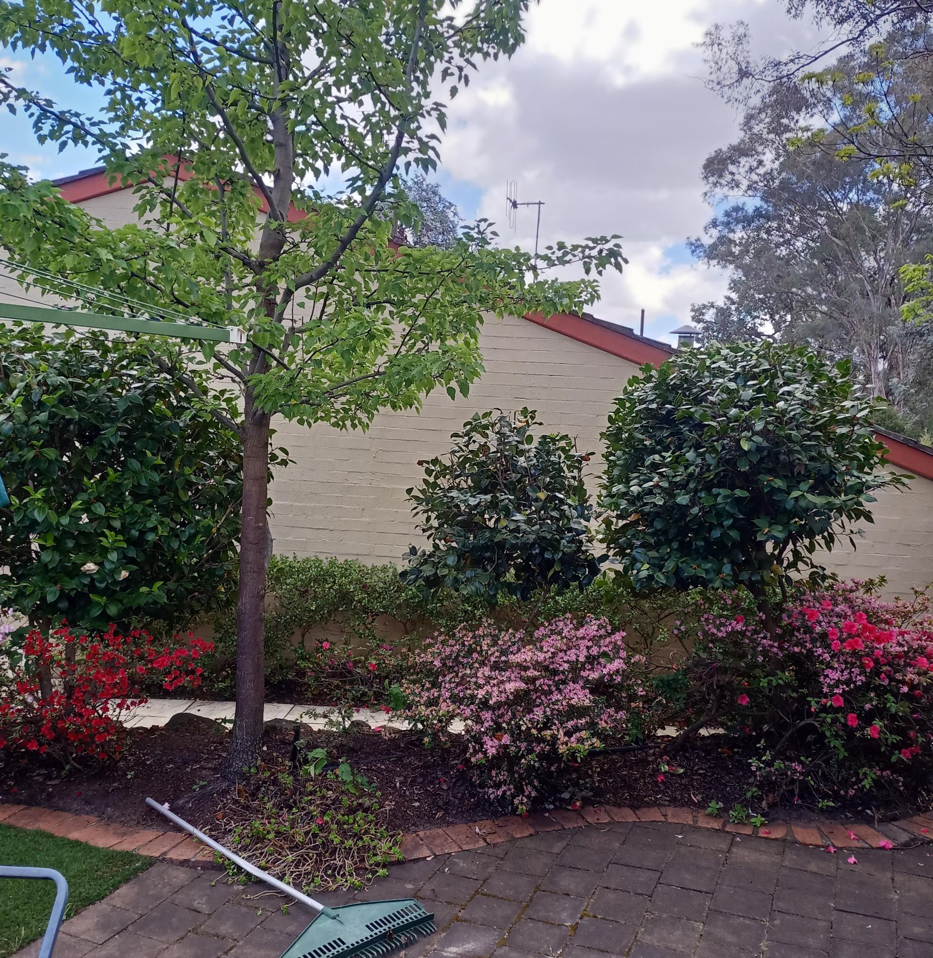 A garden scene with a tall tree, shrubs, and flowering bushes in shades of red and pink near a paved patio. — Your Garden in Charnwood, ACT