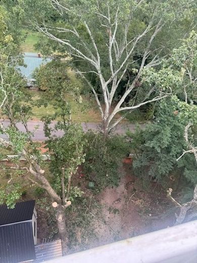 An aerial view of a fallen tree in a yard.