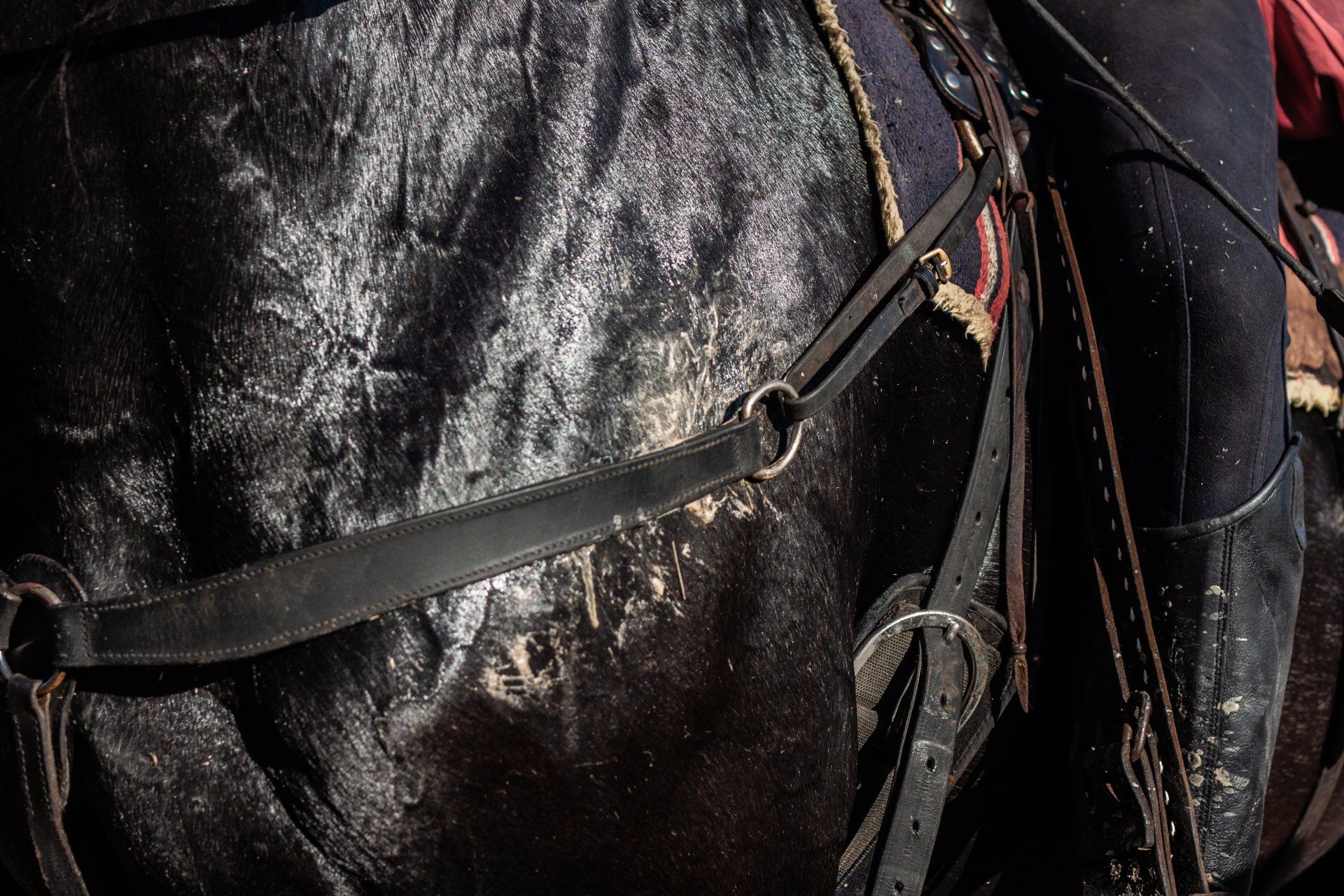 10 equine cooling tips – And how to handle horse anhidrosis