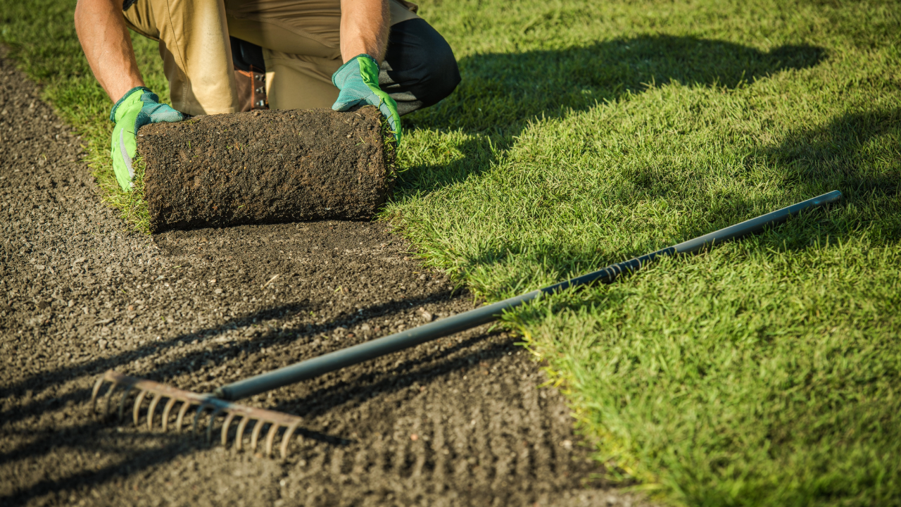 A man is rolling a roll of turf on a lawn with a rake.