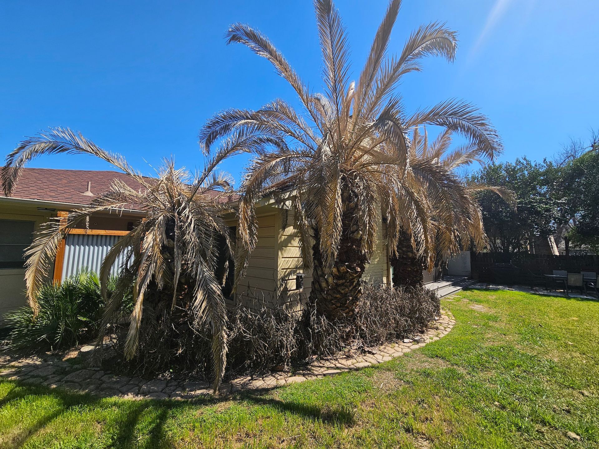 A house with a lot of palm trees in front of it