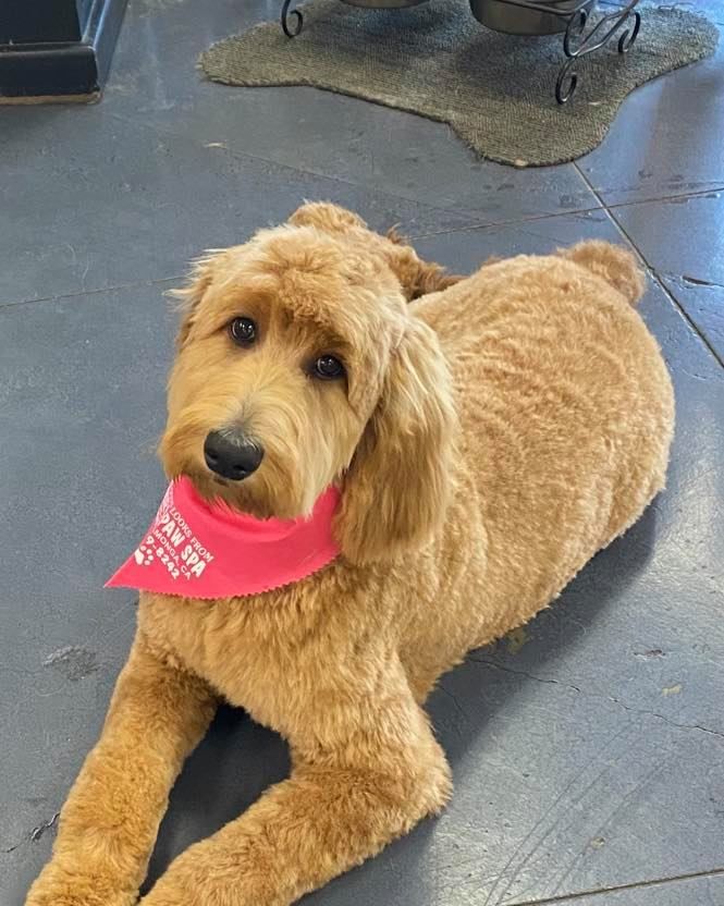 pet grooming gallery