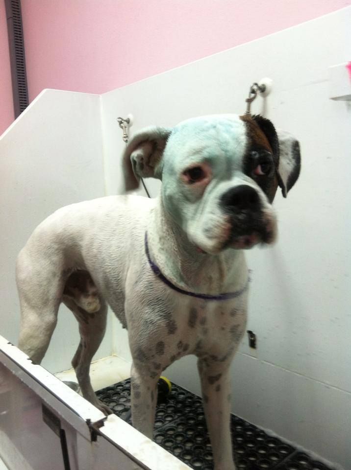 pet grooming services