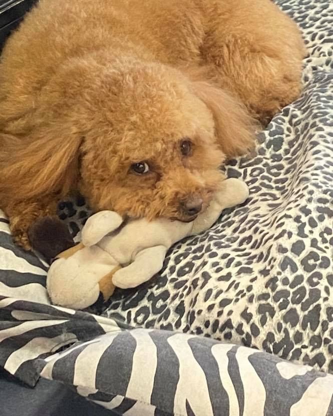 pet grooming gallery